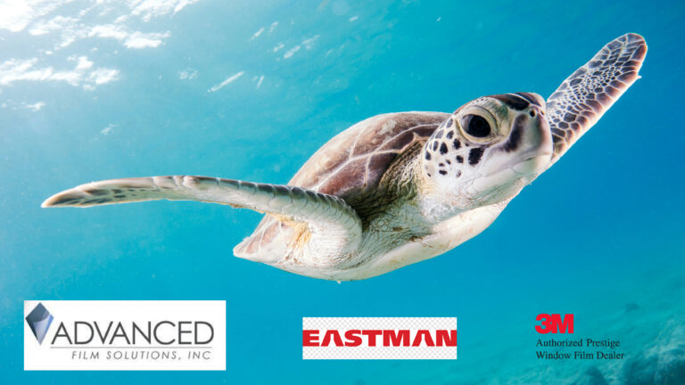 Turtle-Friendly Window Film: Protecting Florida’s Sea Turtles While Reducing Heat, Glare and UV